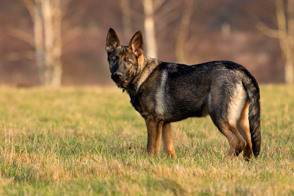 Schæferhund Jen-ager's Cantor aka Caos billede 15