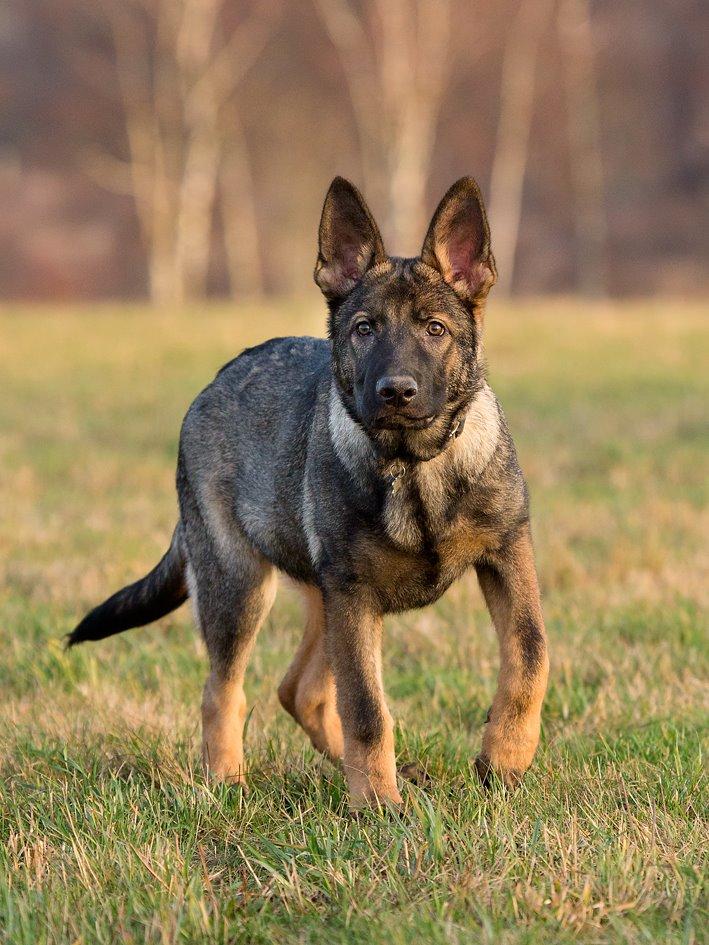 Schæferhund Jen-ager's Cantor aka Caos billede 16