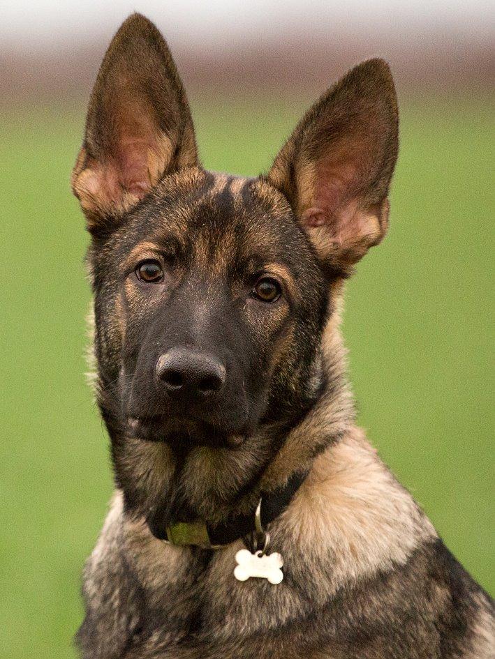 Schæferhund Jen-ager's Cantor aka Caos billede 1