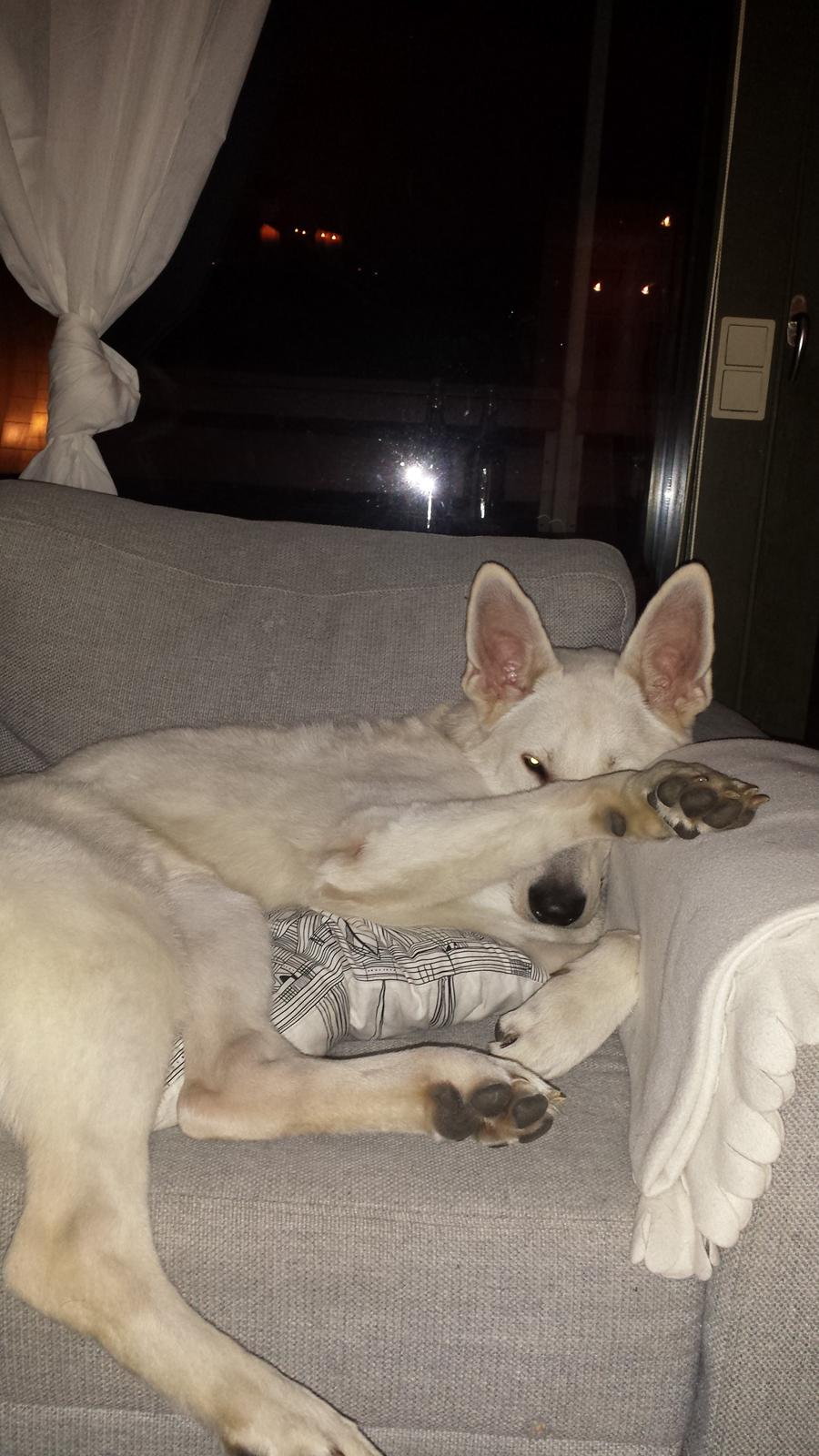 Hvid schæfer Homie billede 4