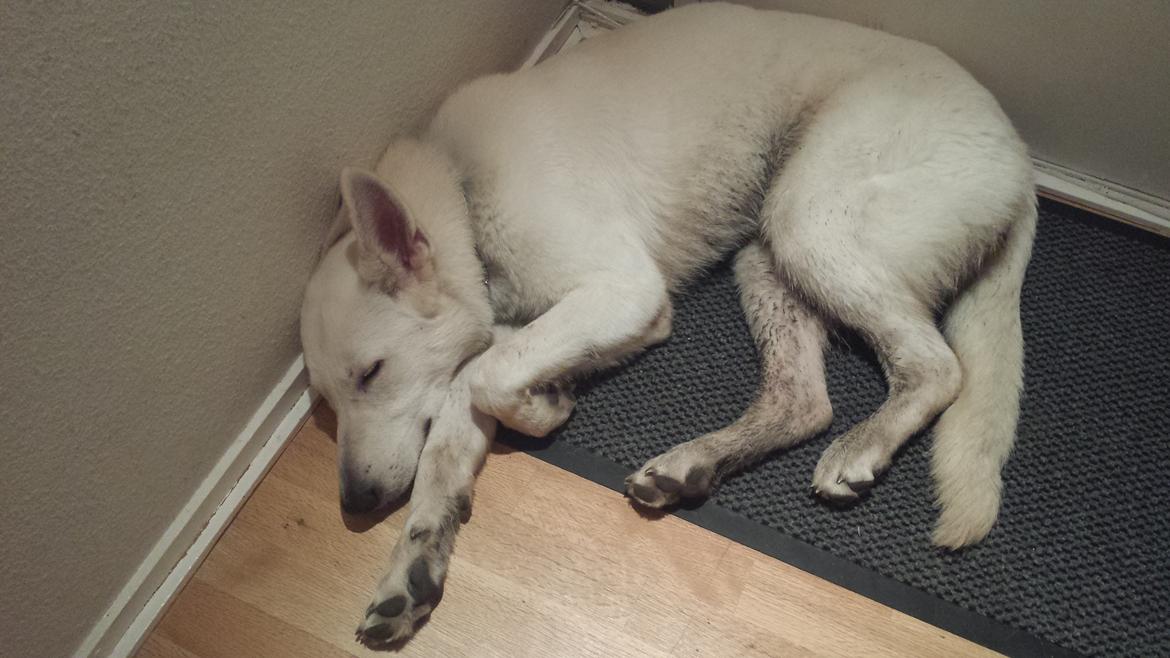 Hvid schæfer Homie - Efter et par timer i hundeskov er man altså blevet træt  billede 15