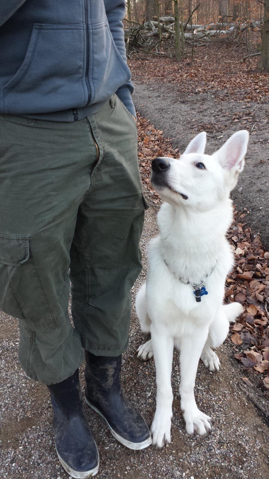 Hvid schæfer Homie - opmærksom billede 7