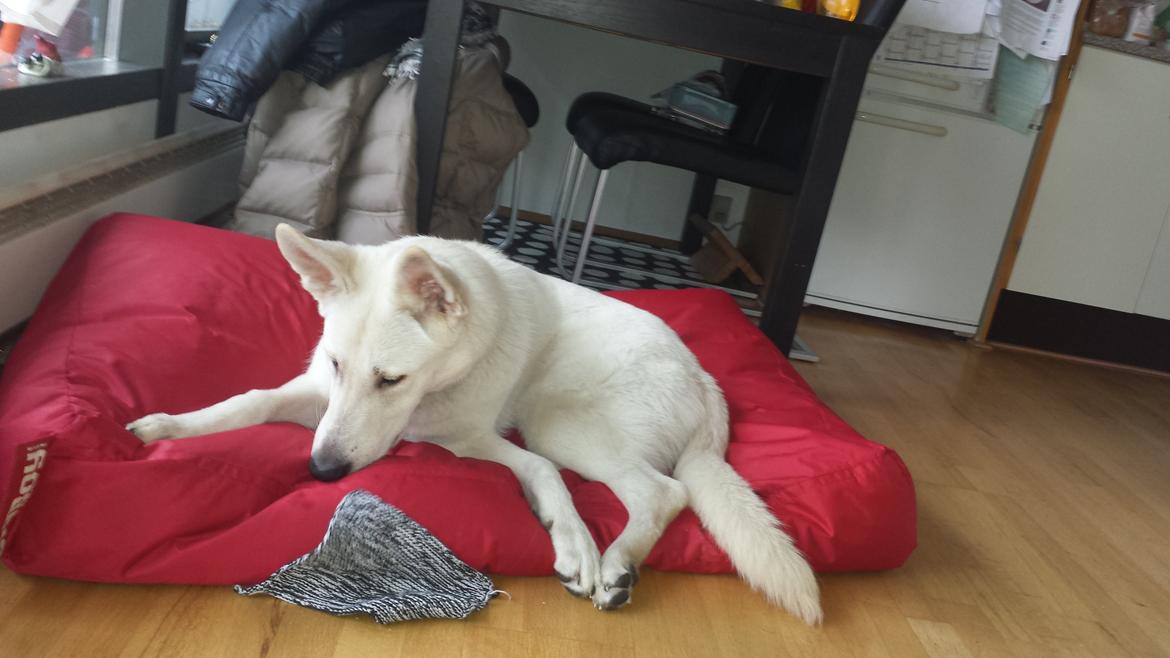 Hvid schæfer Homie - NEJ mor det var altså ikke mig der tog den grydelap, den fløj helt automatisk herhen til mig!  billede 10