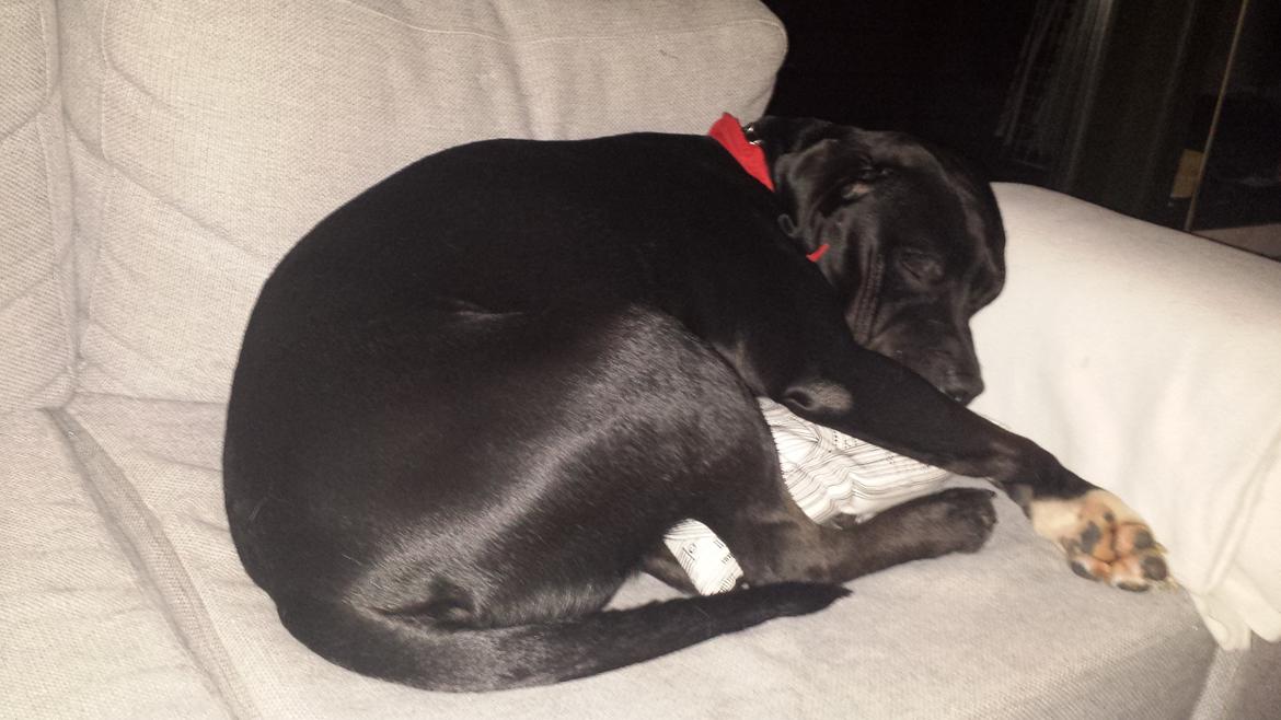 Blanding af racer Trixi (tidl hund) billede 23