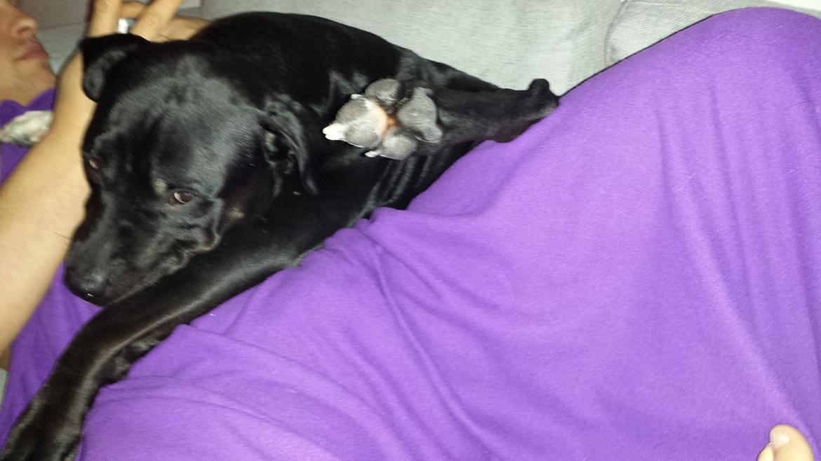 Blanding af racer Trixi (tidl hund) billede 24