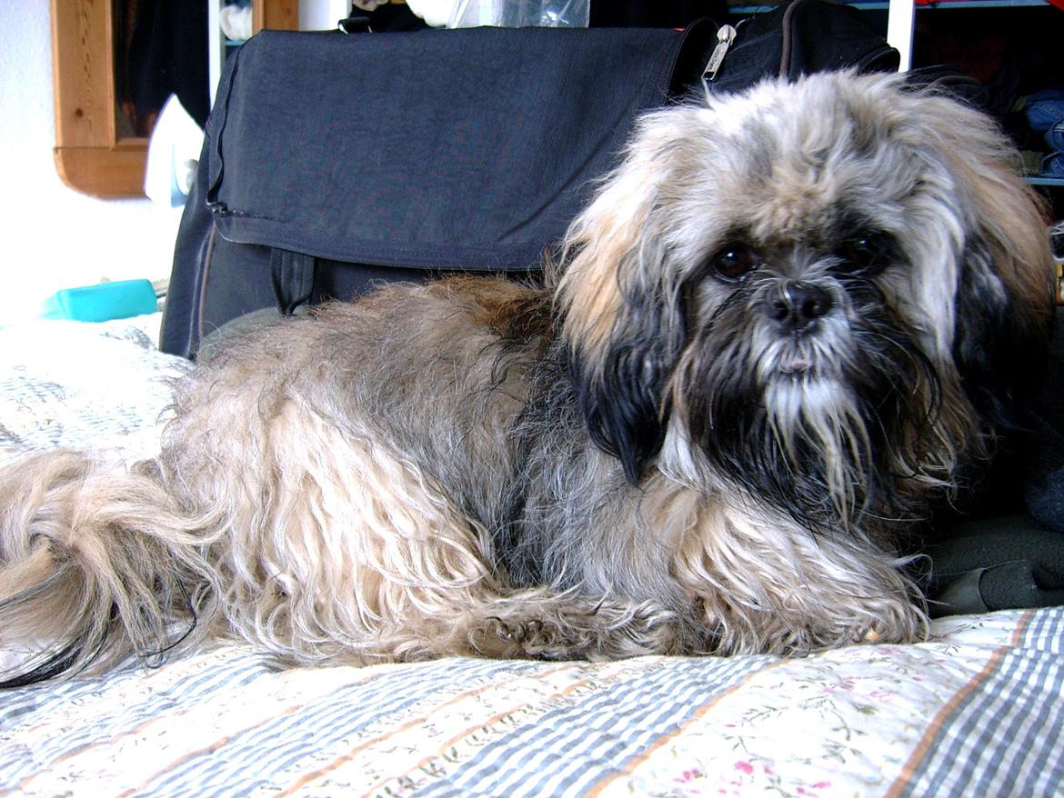 Lhasa apso Sofus billede 21