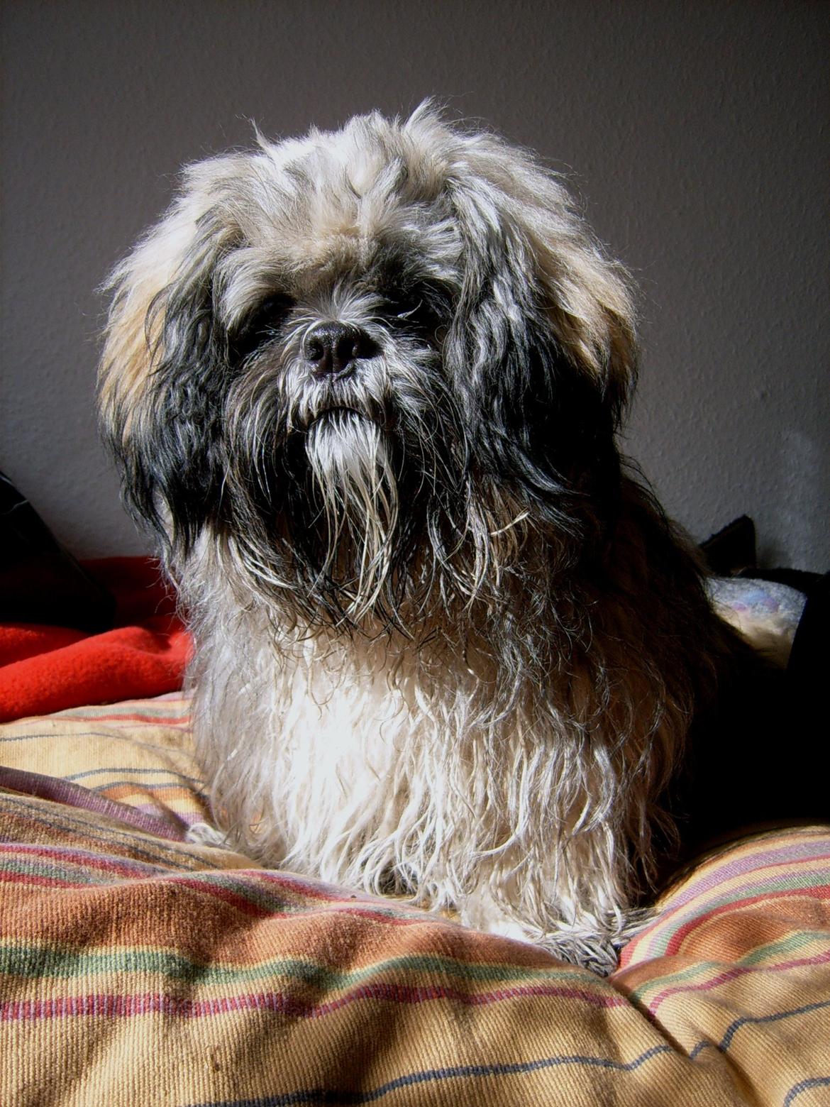 Lhasa apso Sofus billede 22