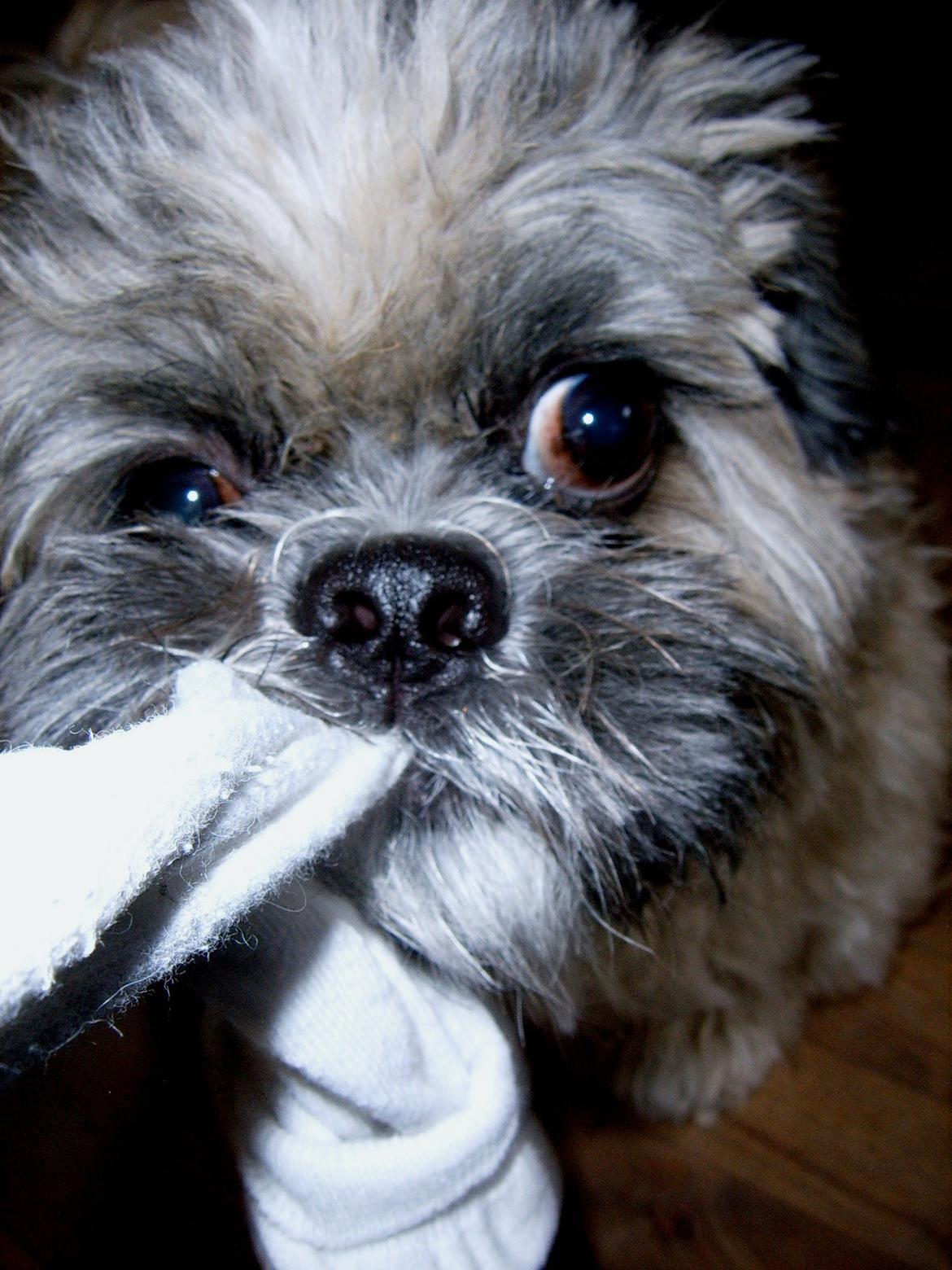 Lhasa apso Sofus billede 23