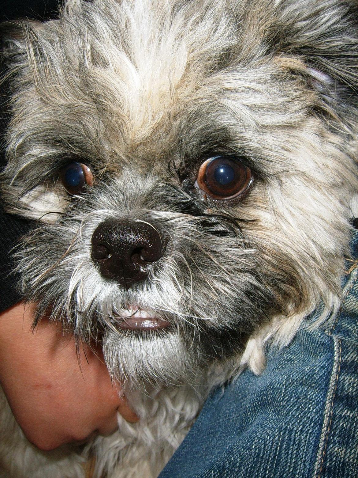 Lhasa apso Sofus billede 24