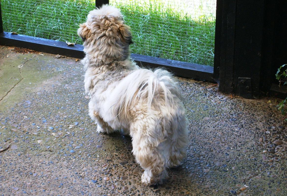 Lhasa apso Sofus billede 25