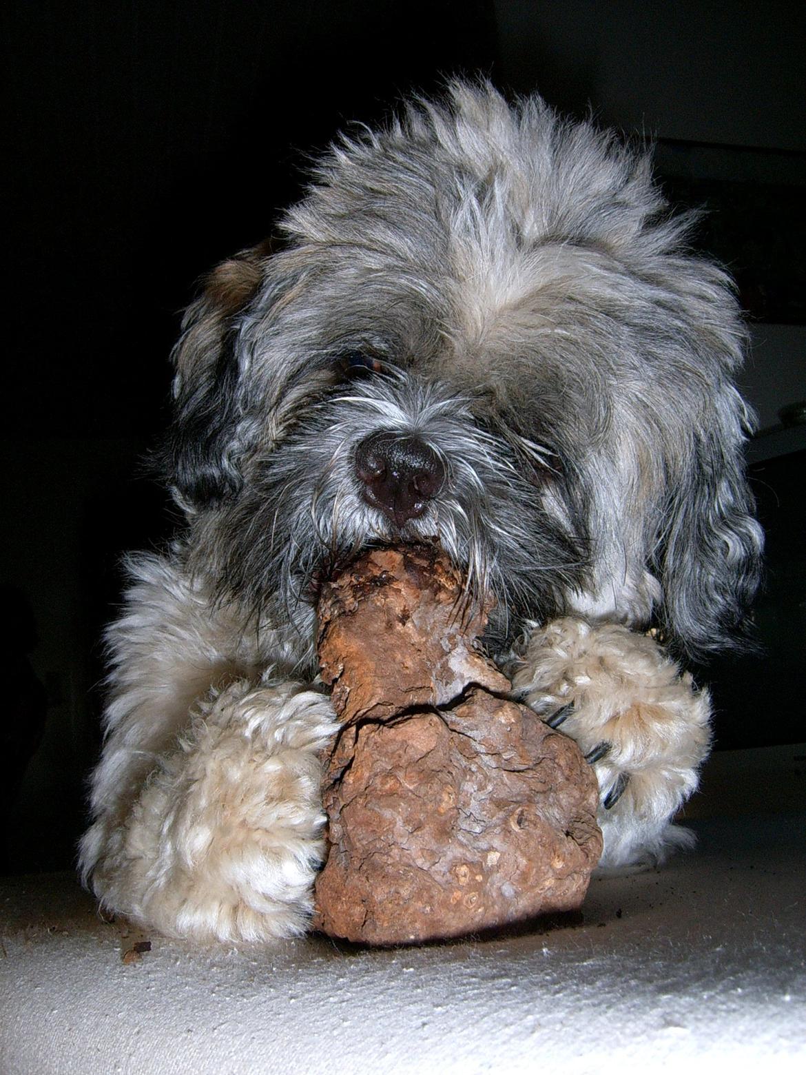 Lhasa apso Sofus billede 26