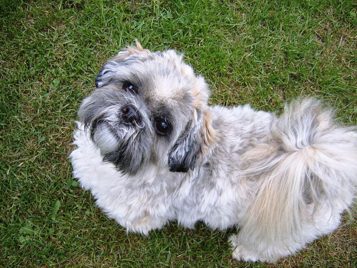 Lhasa apso Sofus billede 27