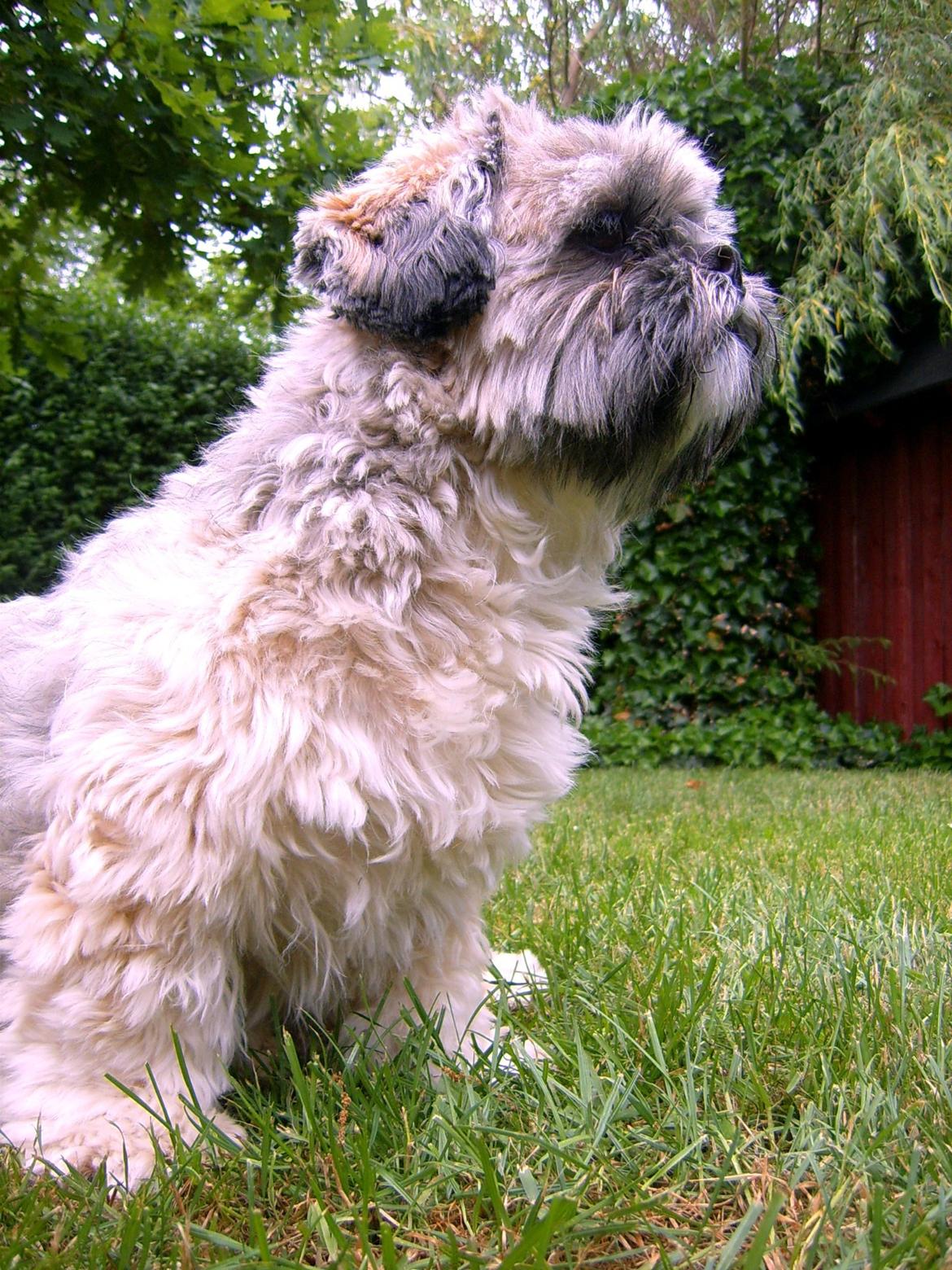 Lhasa apso Sofus billede 28