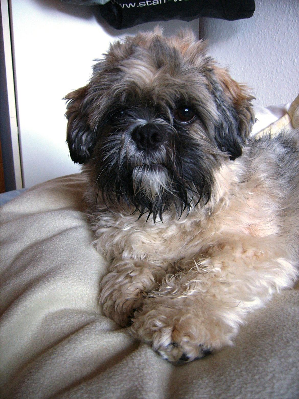 Lhasa apso Sofus billede 29