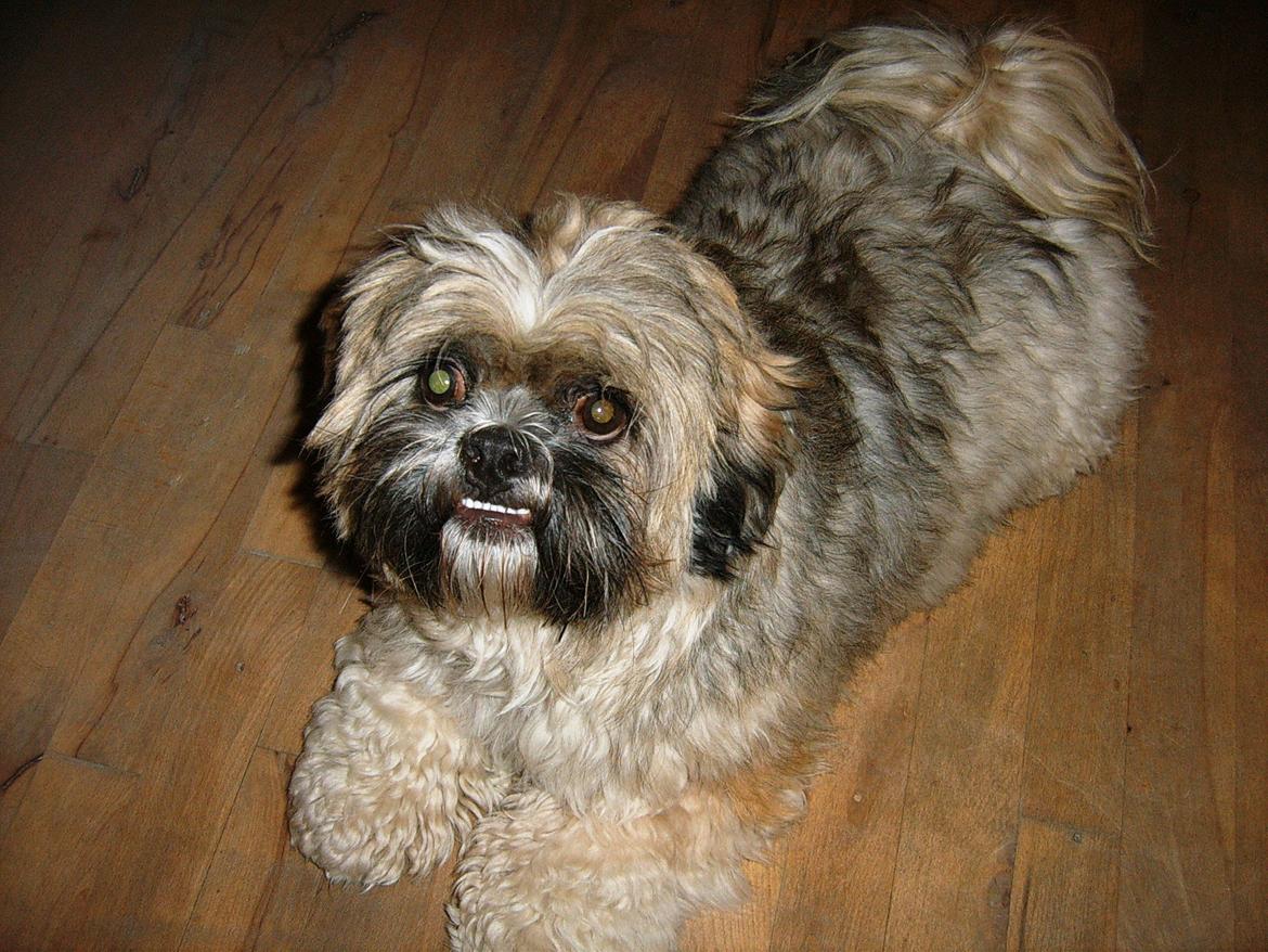 Lhasa apso Sofus billede 30