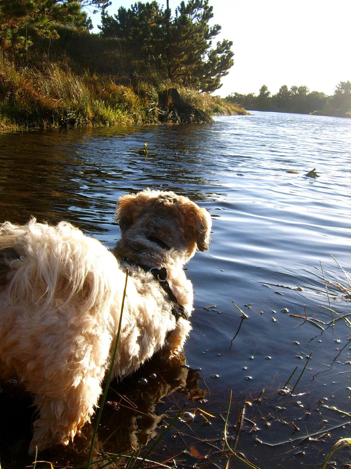 Lhasa apso Sofus billede 31