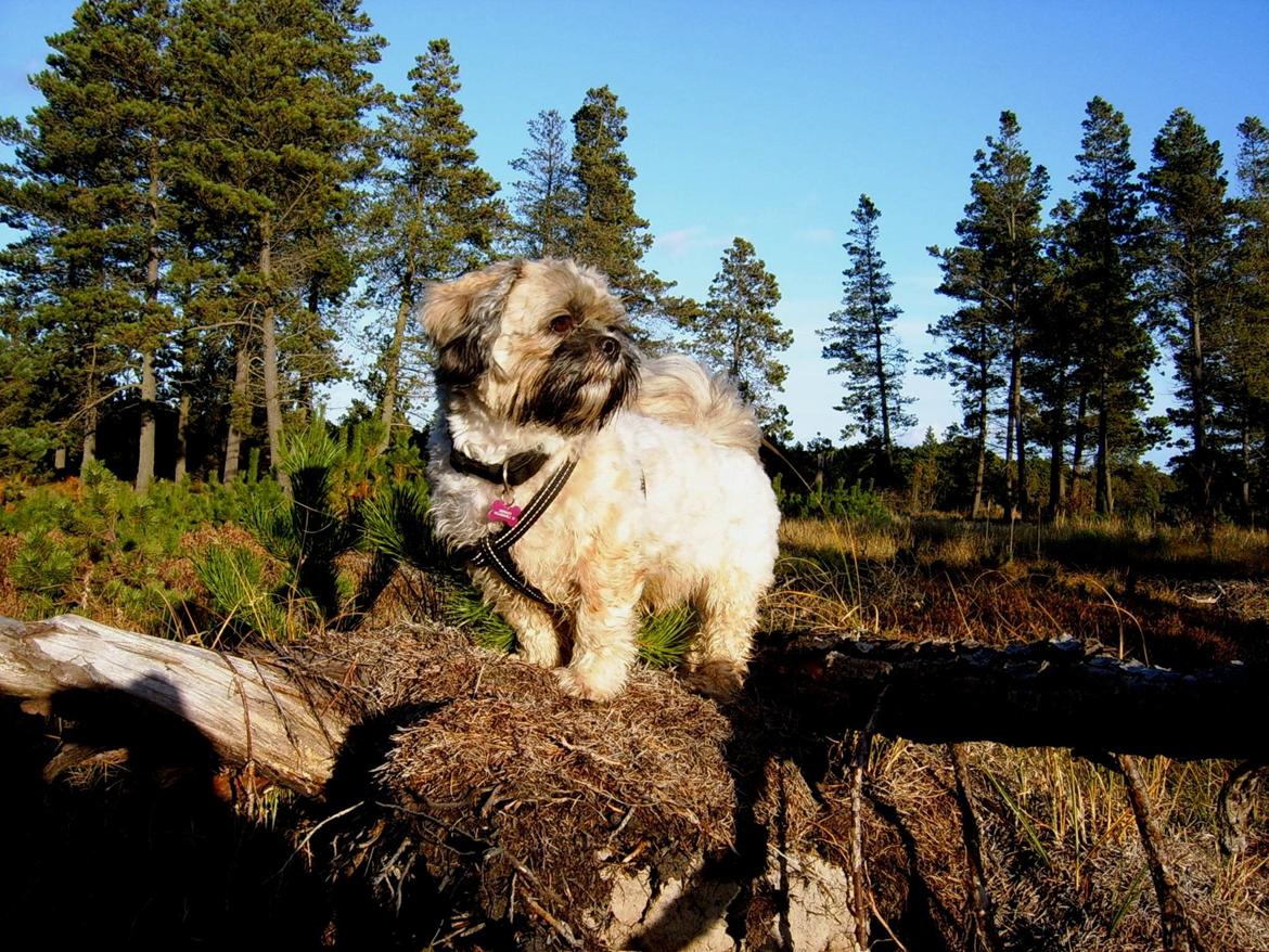 Lhasa apso Sofus billede 32