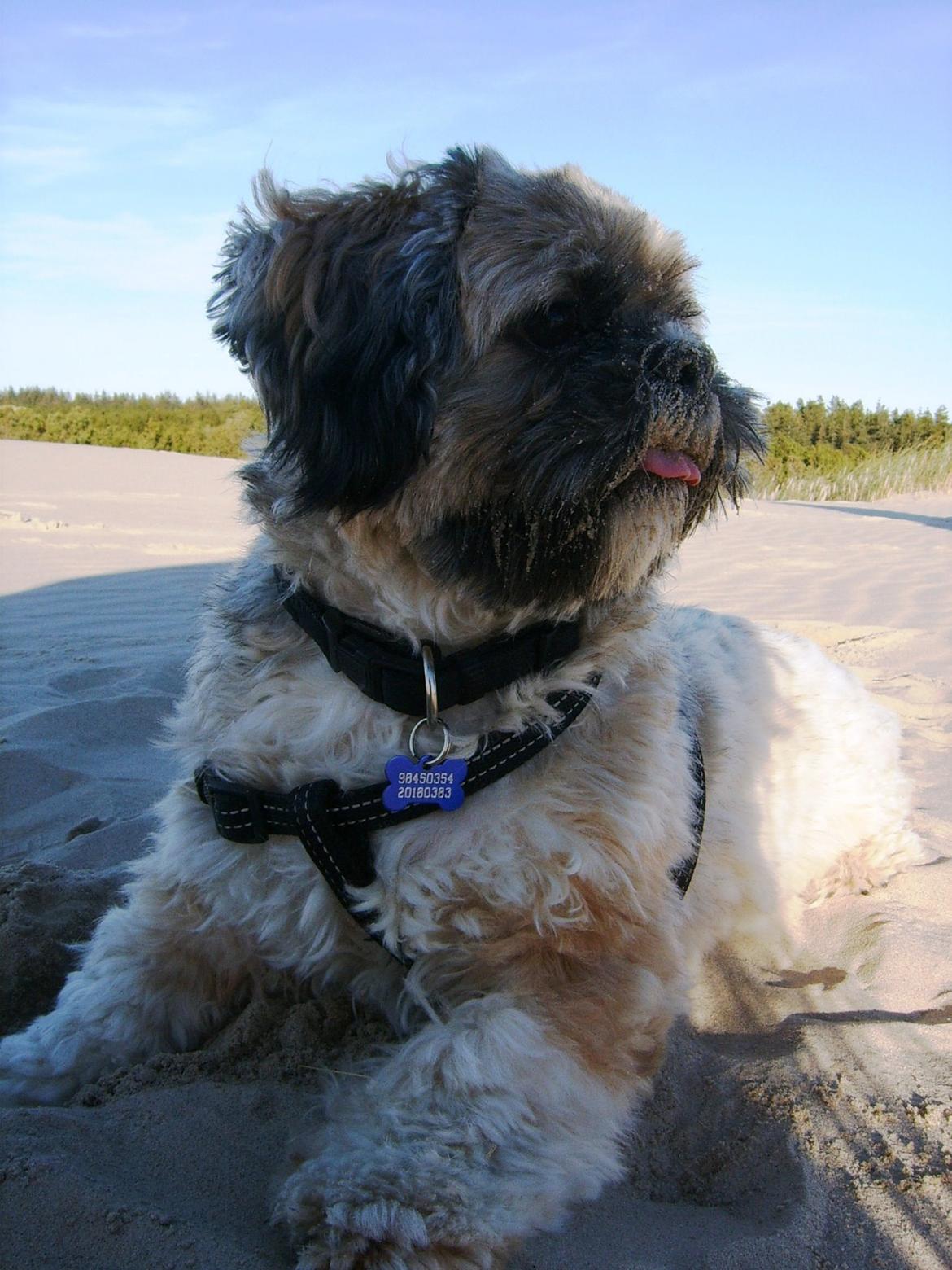 Lhasa apso Sofus billede 33