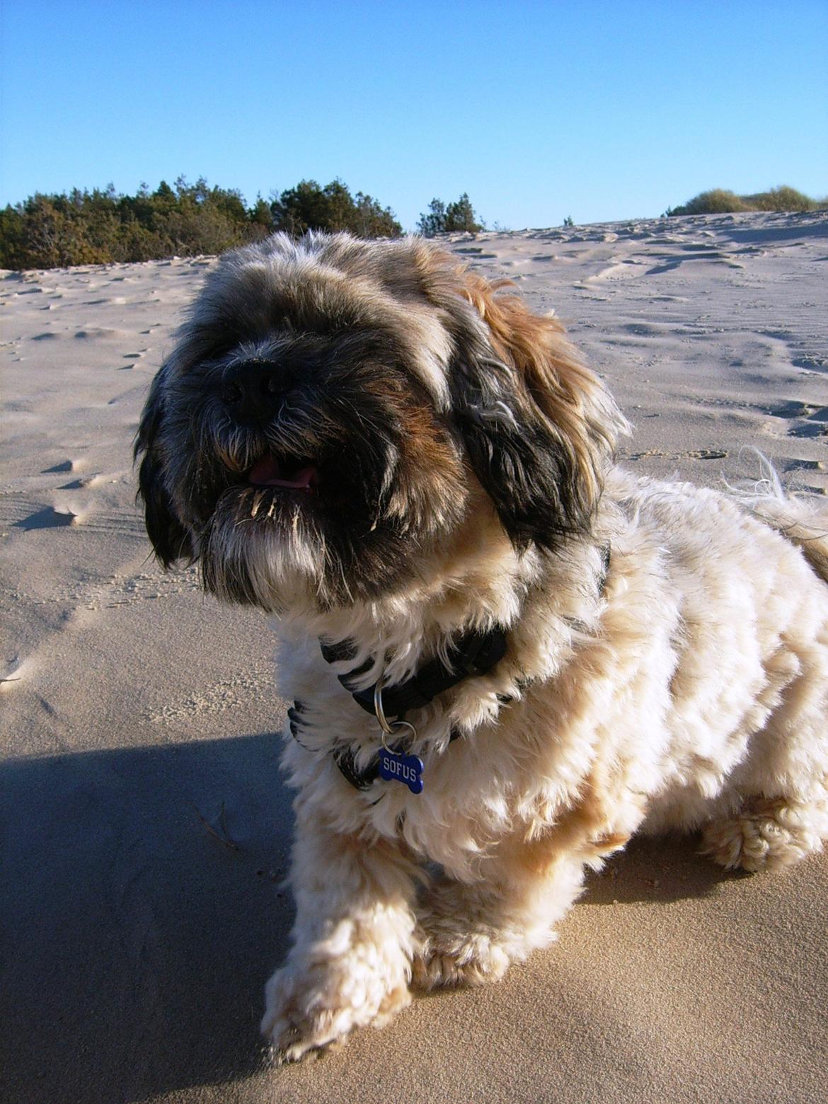 Lhasa apso Sofus billede 34