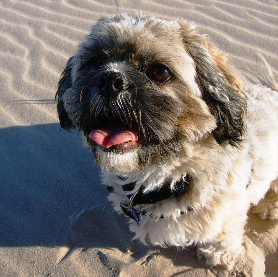 Lhasa apso Sofus billede 35