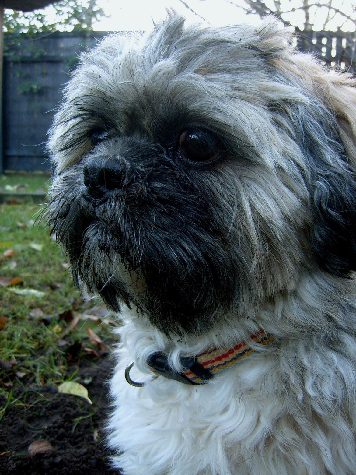 Lhasa apso Sofus billede 36