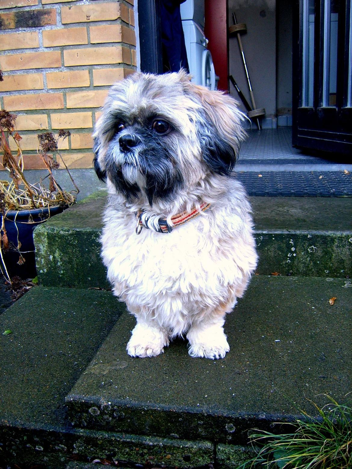 Lhasa apso Sofus billede 37