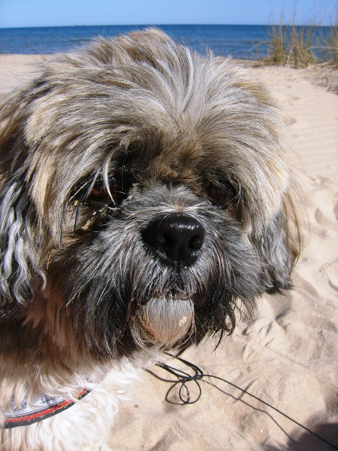 Lhasa apso Sofus billede 38