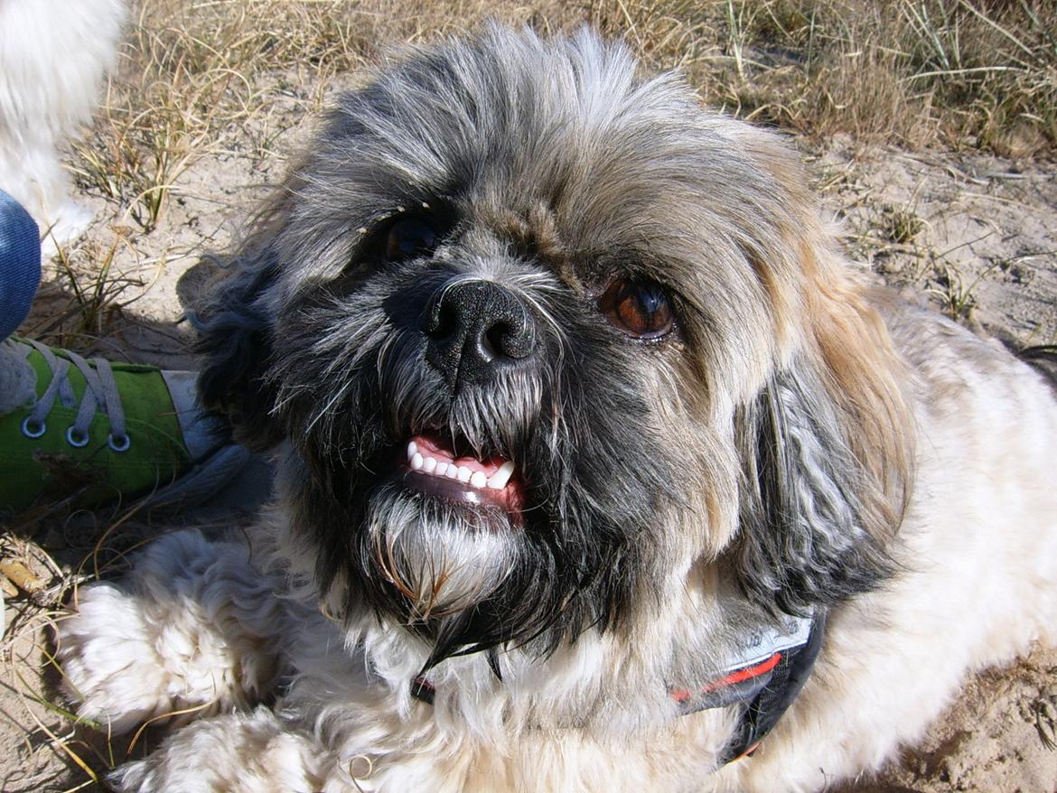 Lhasa apso Sofus billede 39