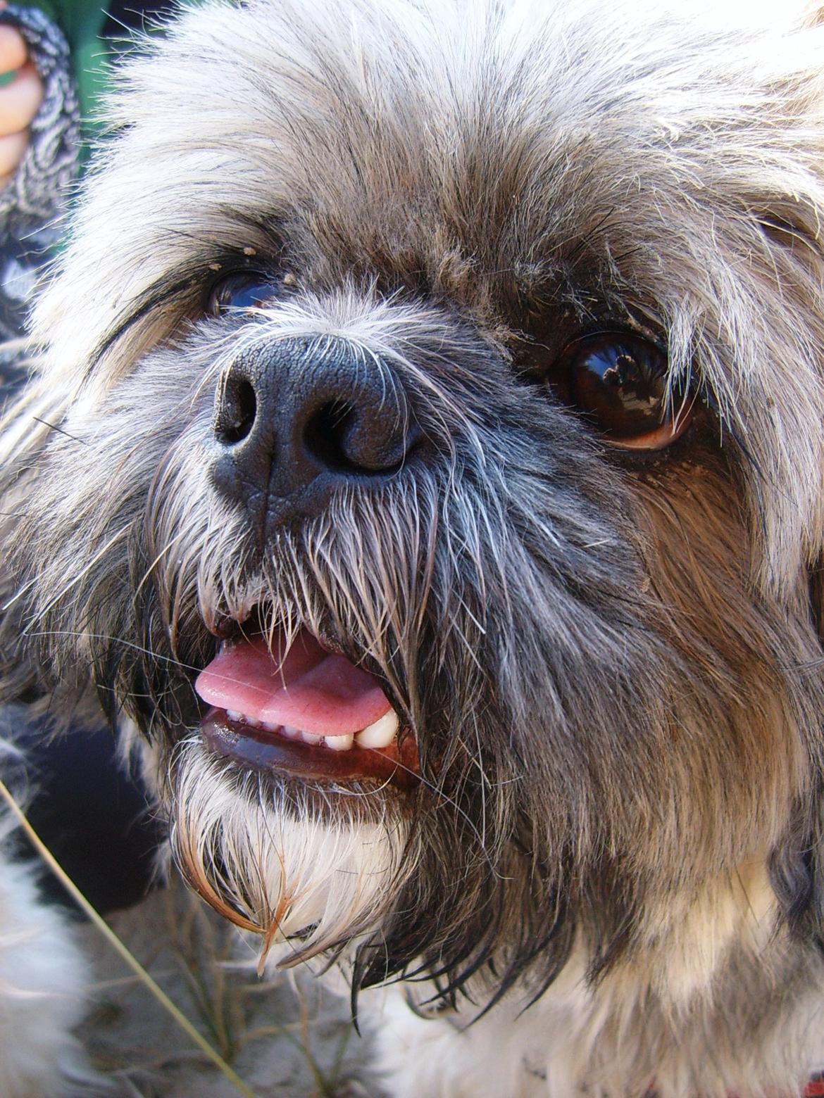 Lhasa apso Sofus billede 40