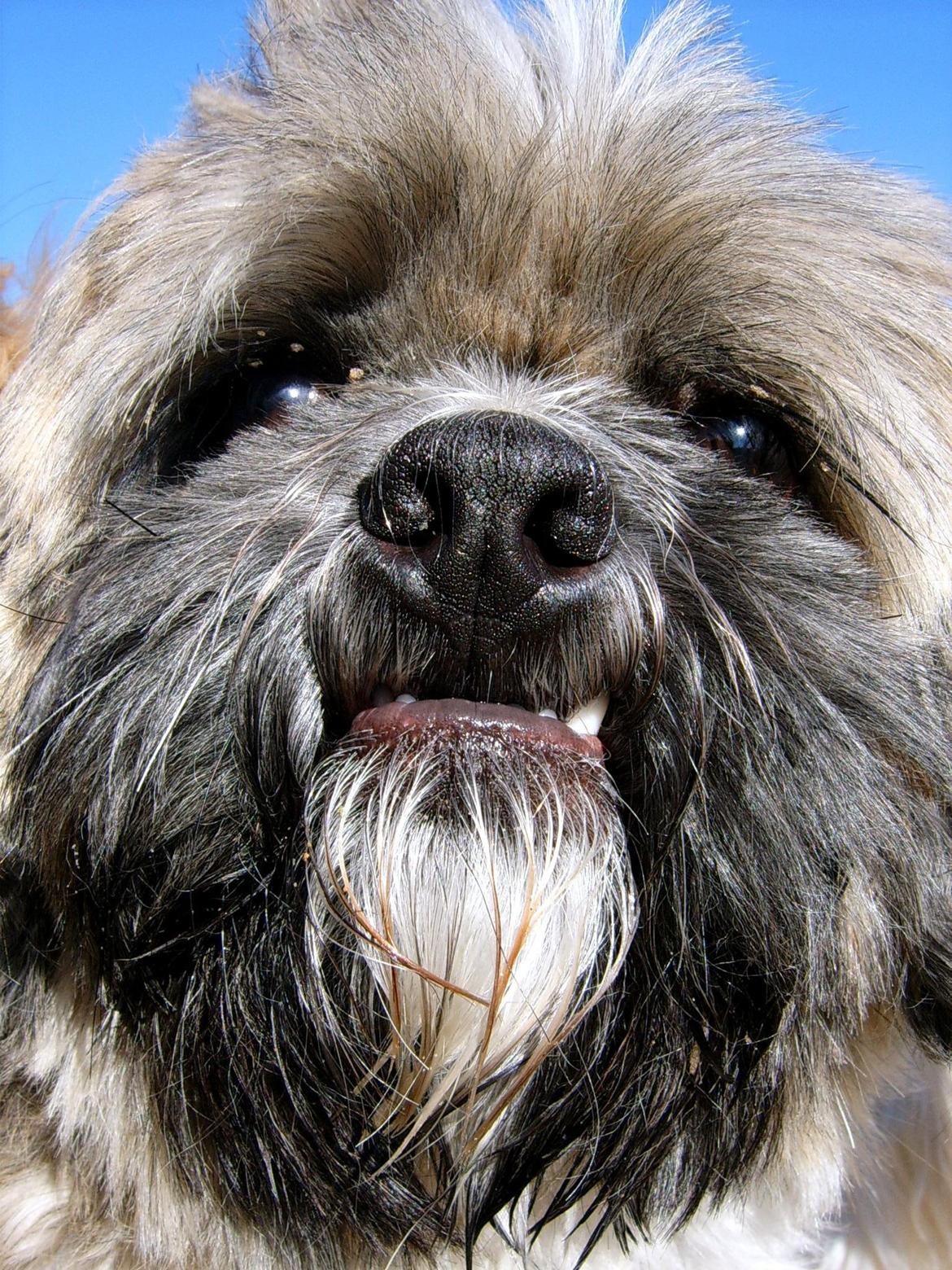 Lhasa apso Sofus billede 41