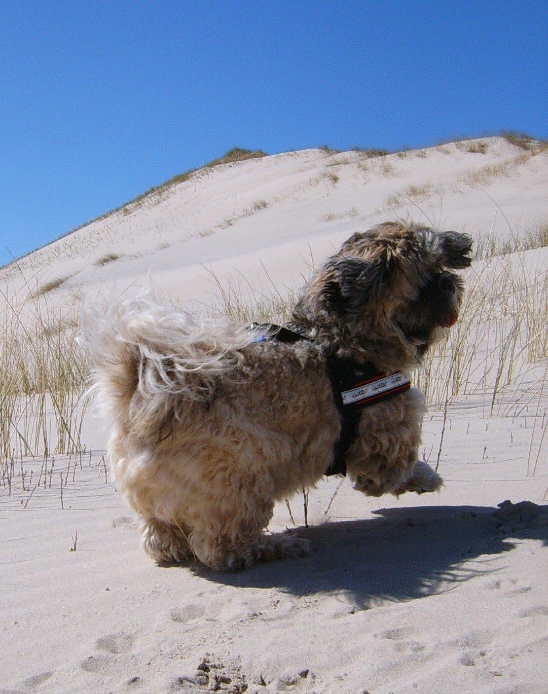 Lhasa apso Sofus billede 42