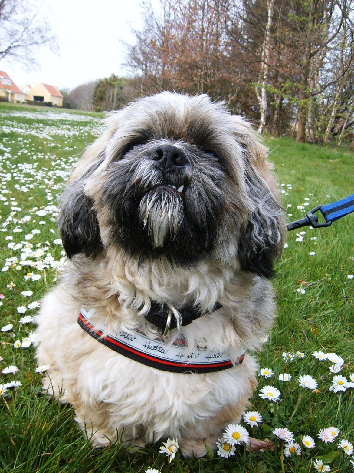 Lhasa apso Sofus billede 43