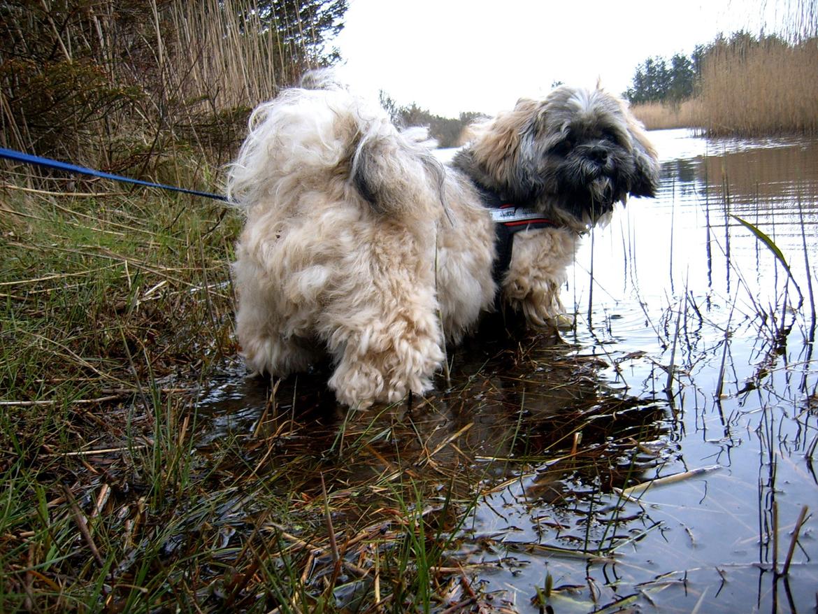 Lhasa apso Sofus billede 44