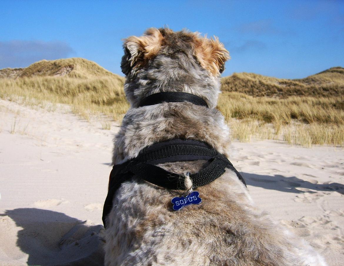 Lhasa apso Sofus billede 45