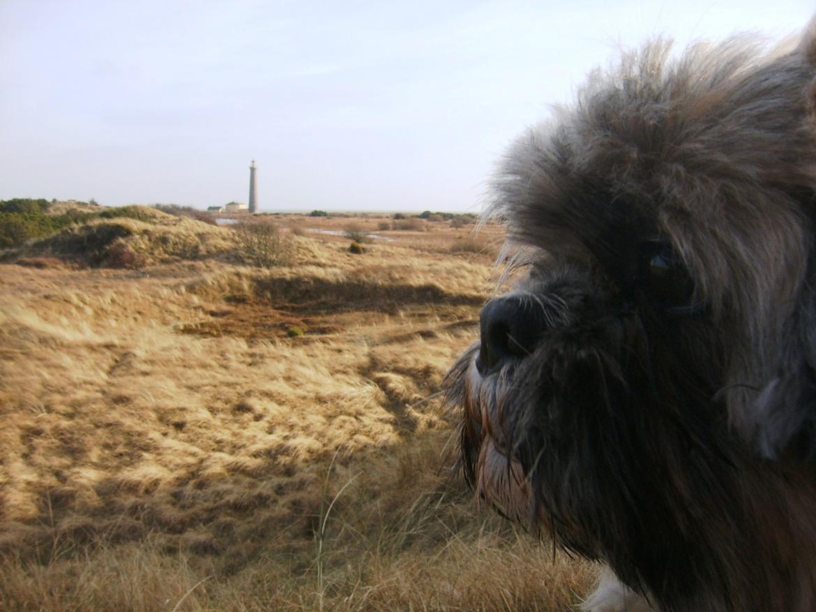 Lhasa apso Sofus billede 46
