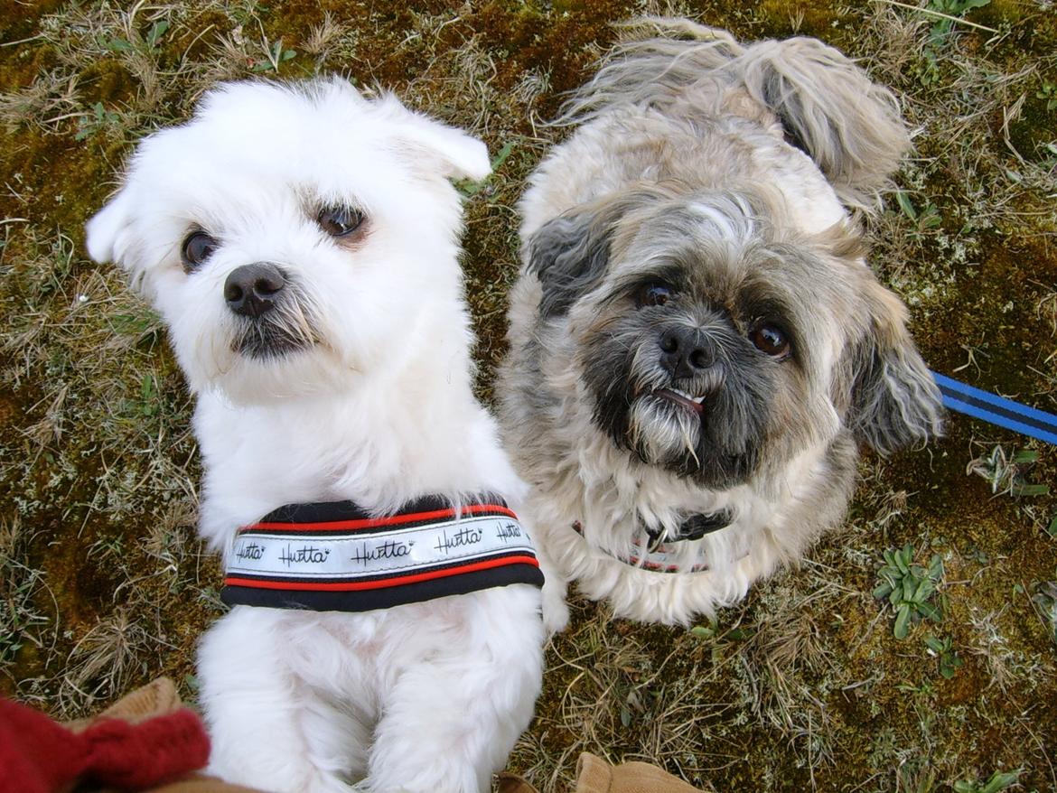 Lhasa apso Sofus billede 47