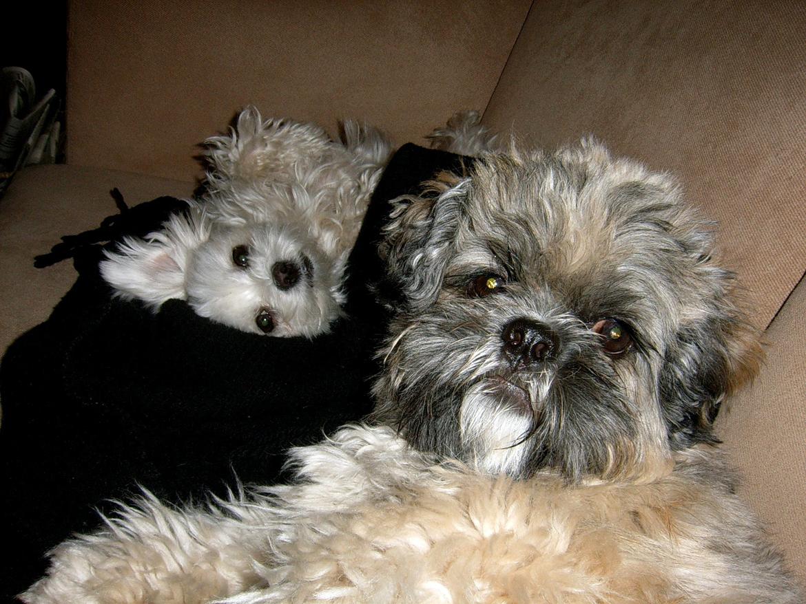 Lhasa apso Sofus billede 48