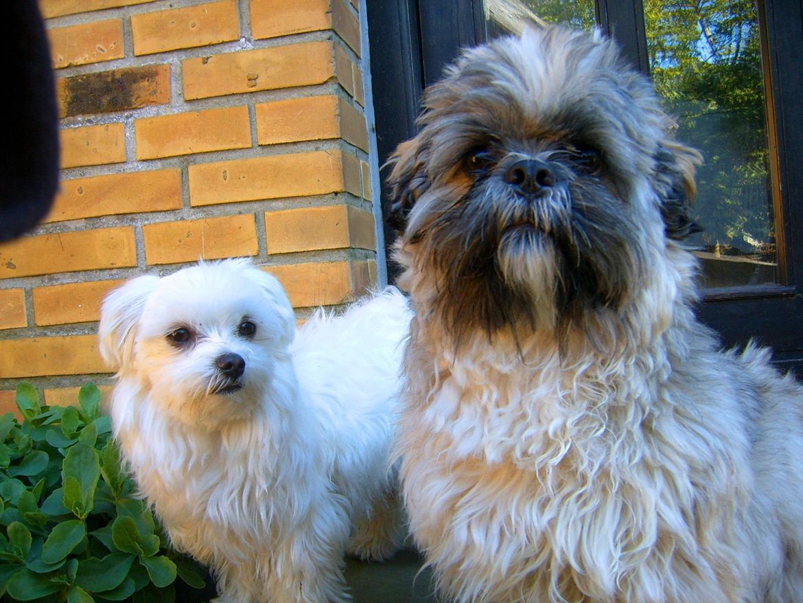 Lhasa apso Sofus billede 49