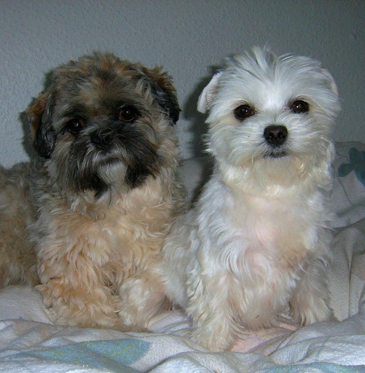 Lhasa apso Sofus billede 50