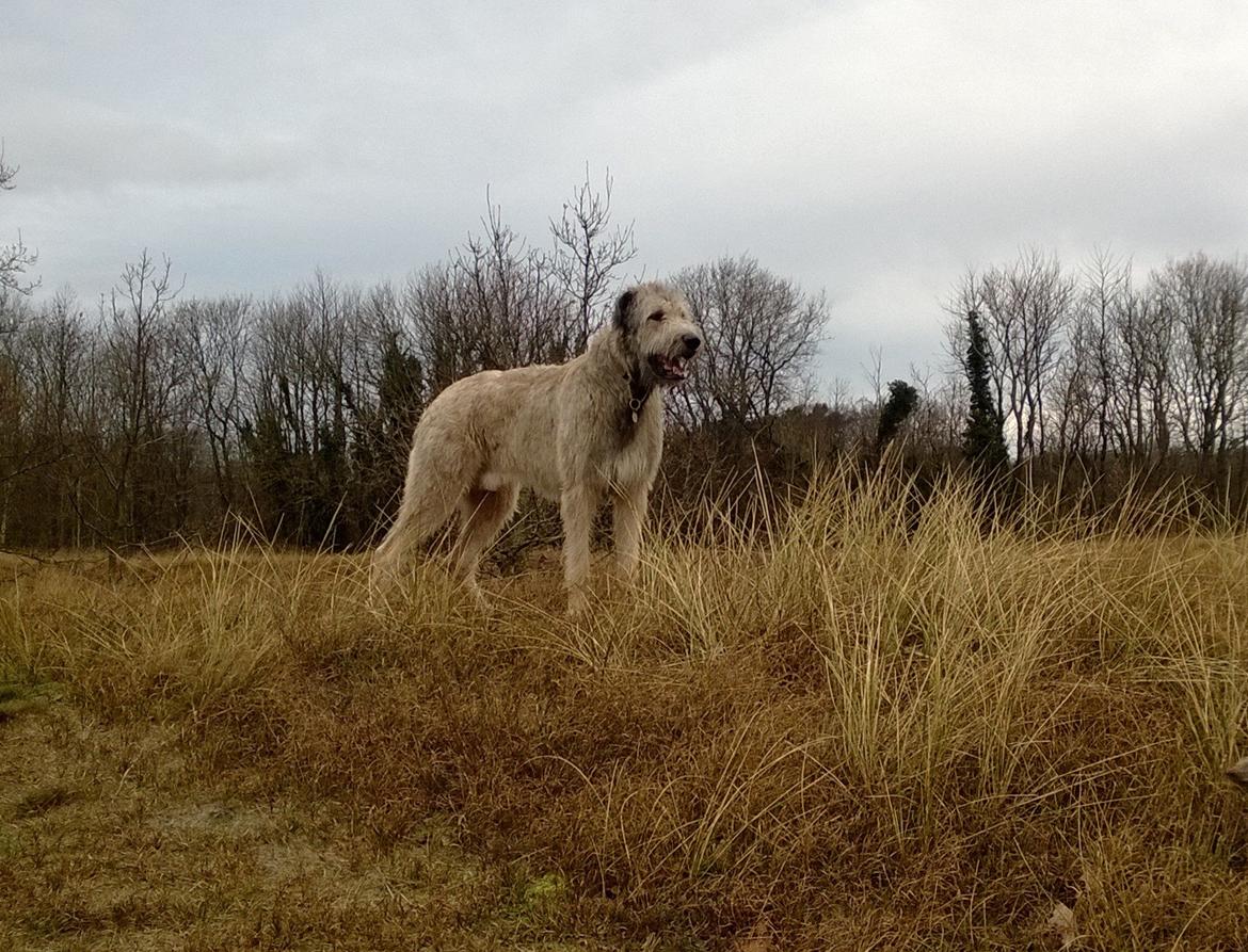 Irsk ulvehund Morgan - Min smukke dreng, 13.01.2014, han bliver 21 mdr. i morgen. billede 27