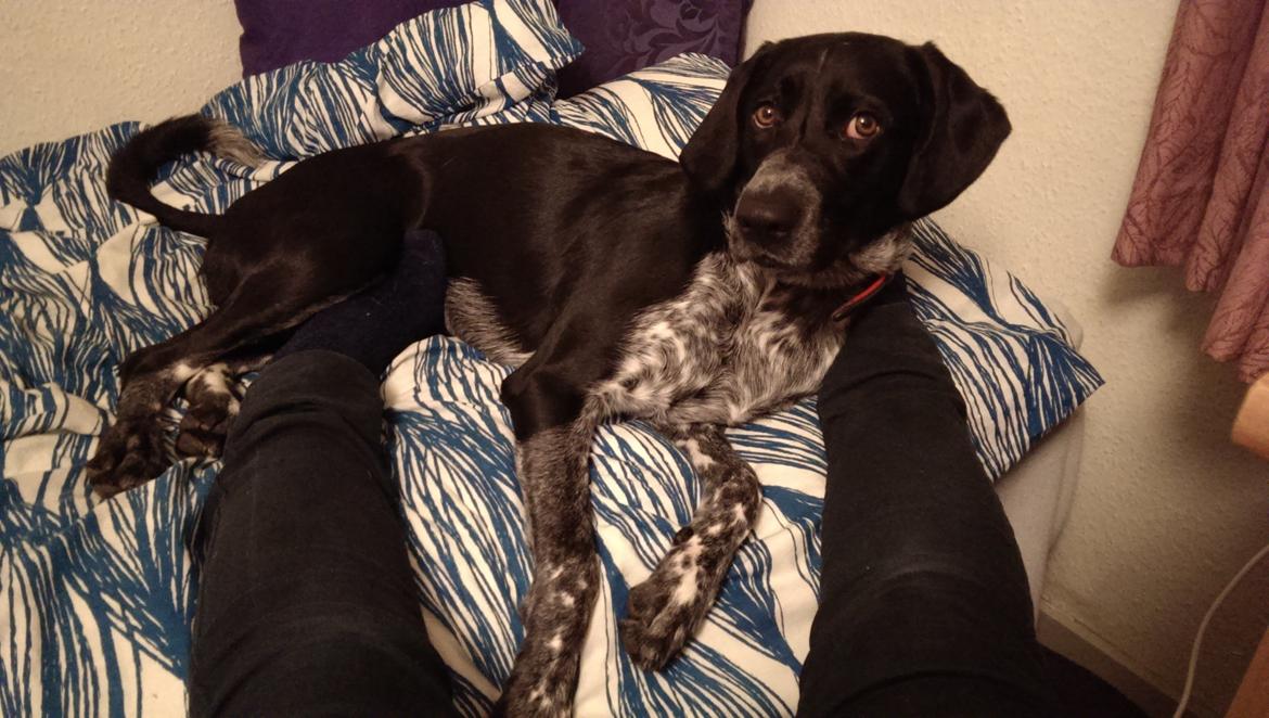 Blanding af racer Zita - Hun har sin egen måde at se tingene an på :)
Ca. 9 mdr. gammel billede 39