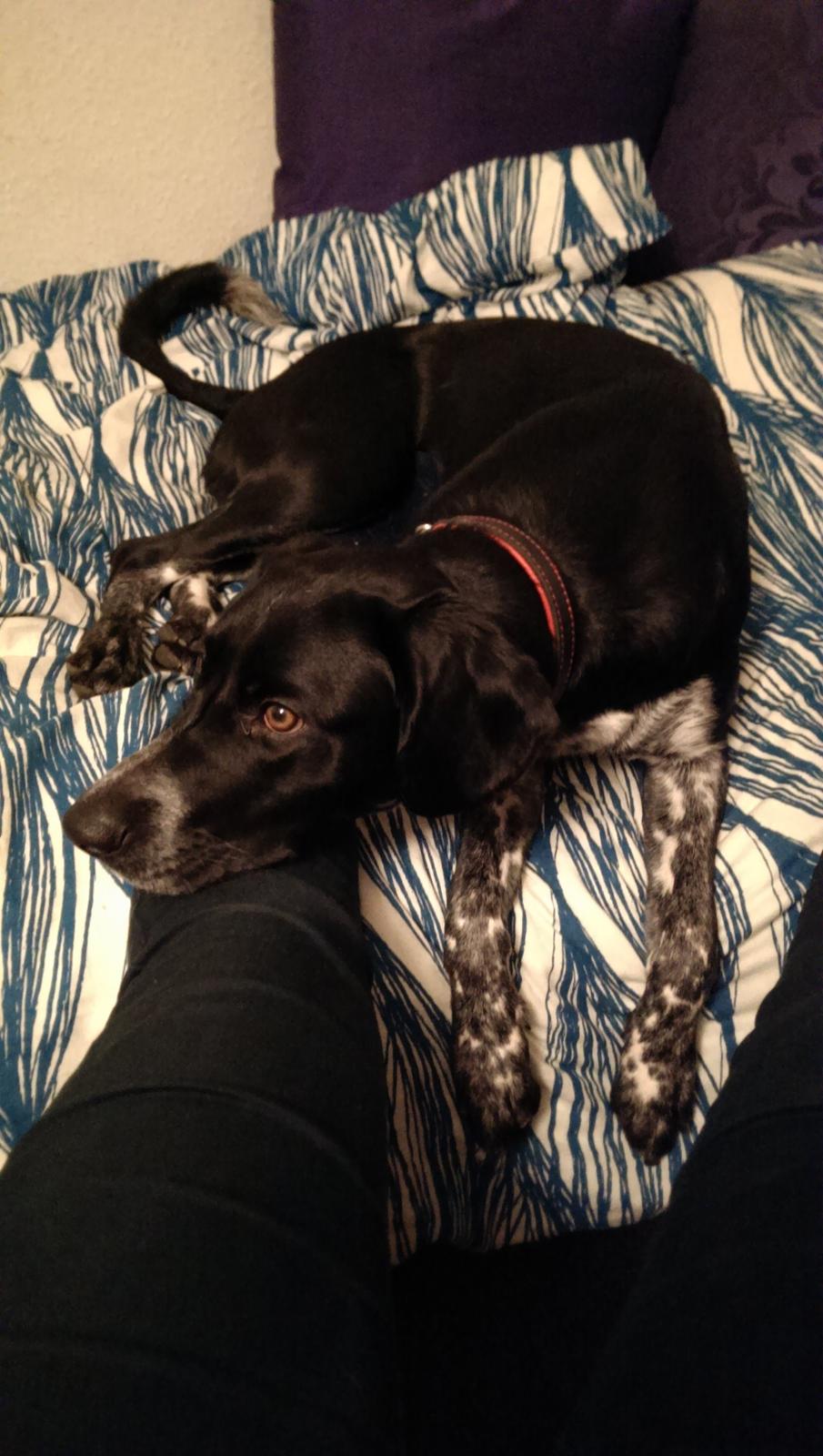 Blanding af racer Zita billede 40