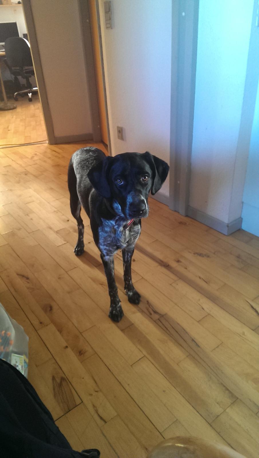 Blanding af racer Zita billede 41