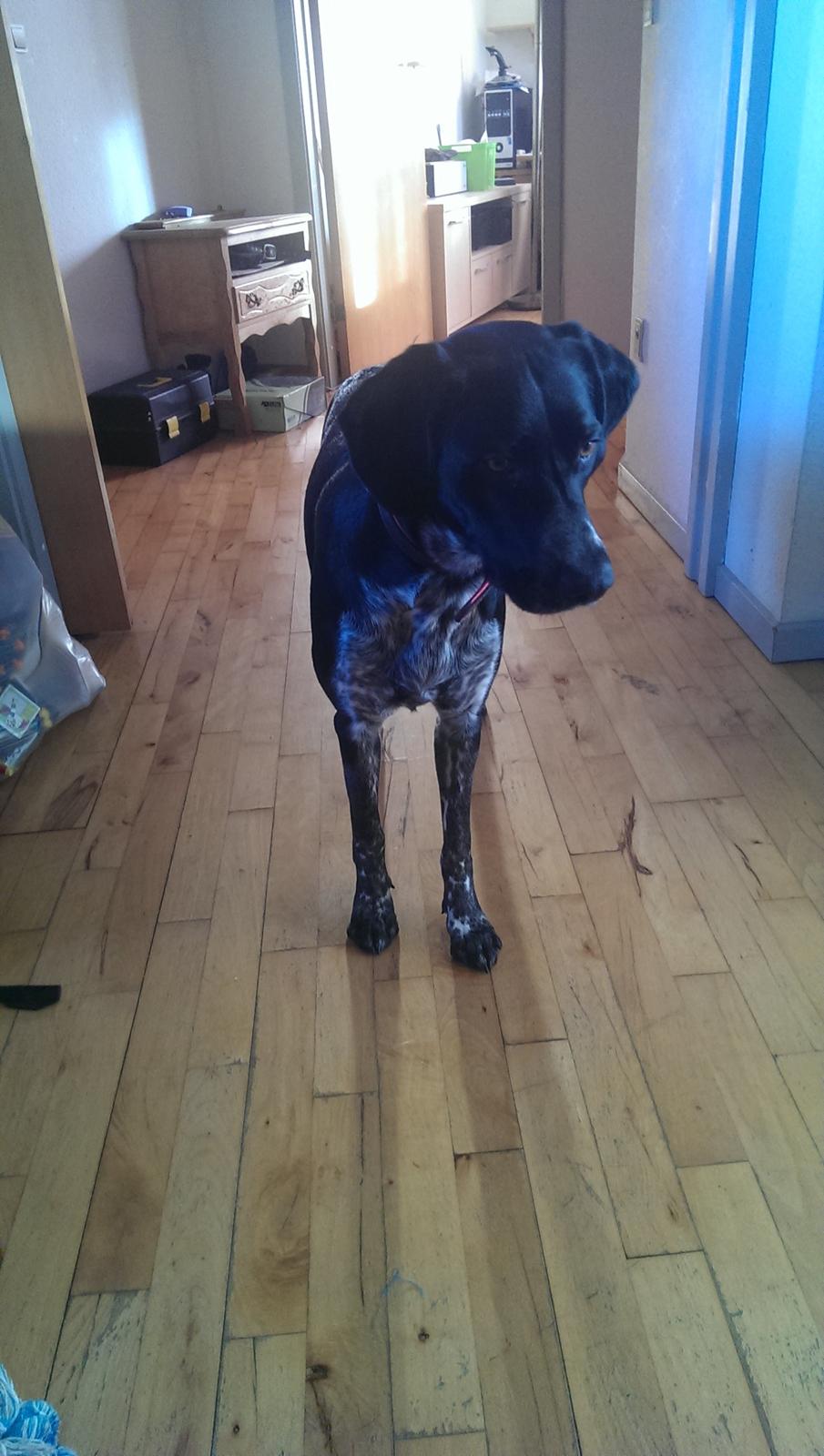 Blanding af racer Zita - Fast blik :) billede 42