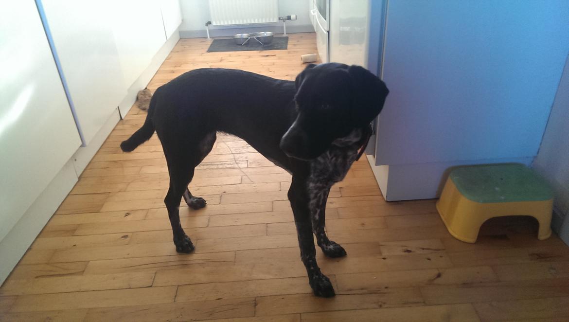 Blanding af racer Zita billede 43