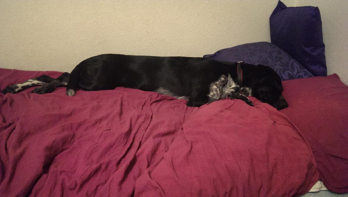 Blanding af racer Zita billede 44