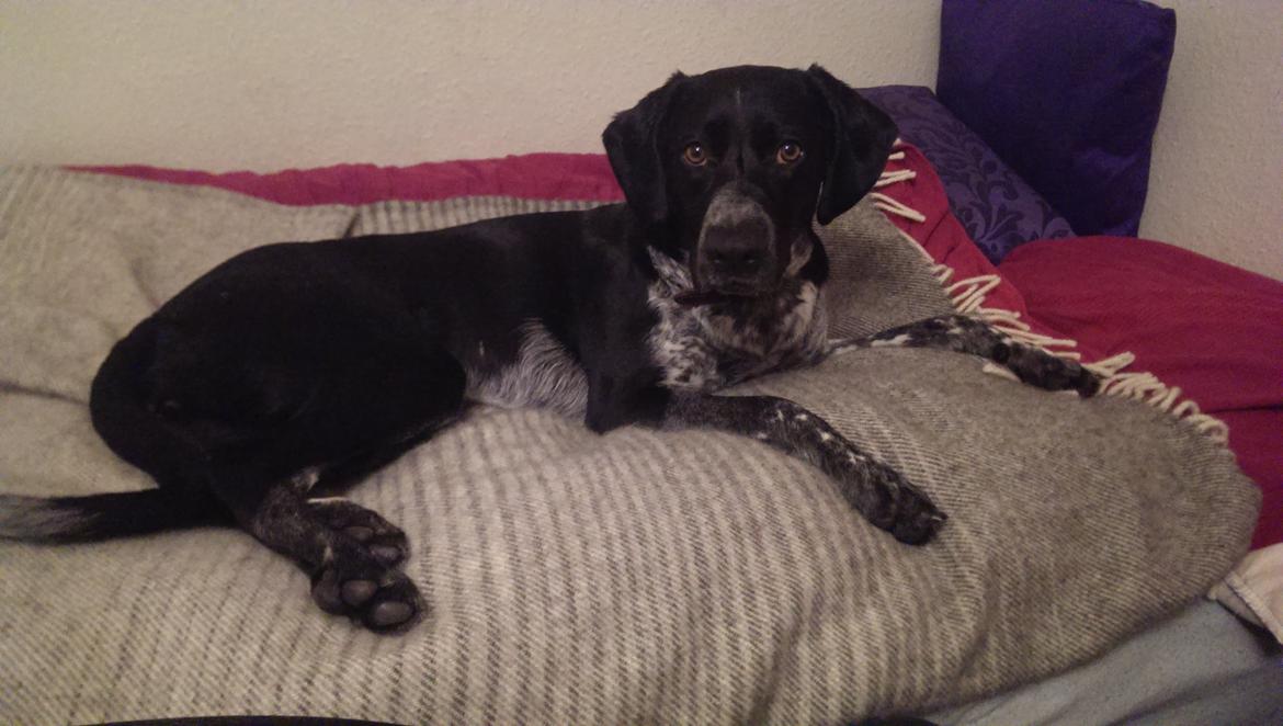 Blanding af racer Zita billede 45