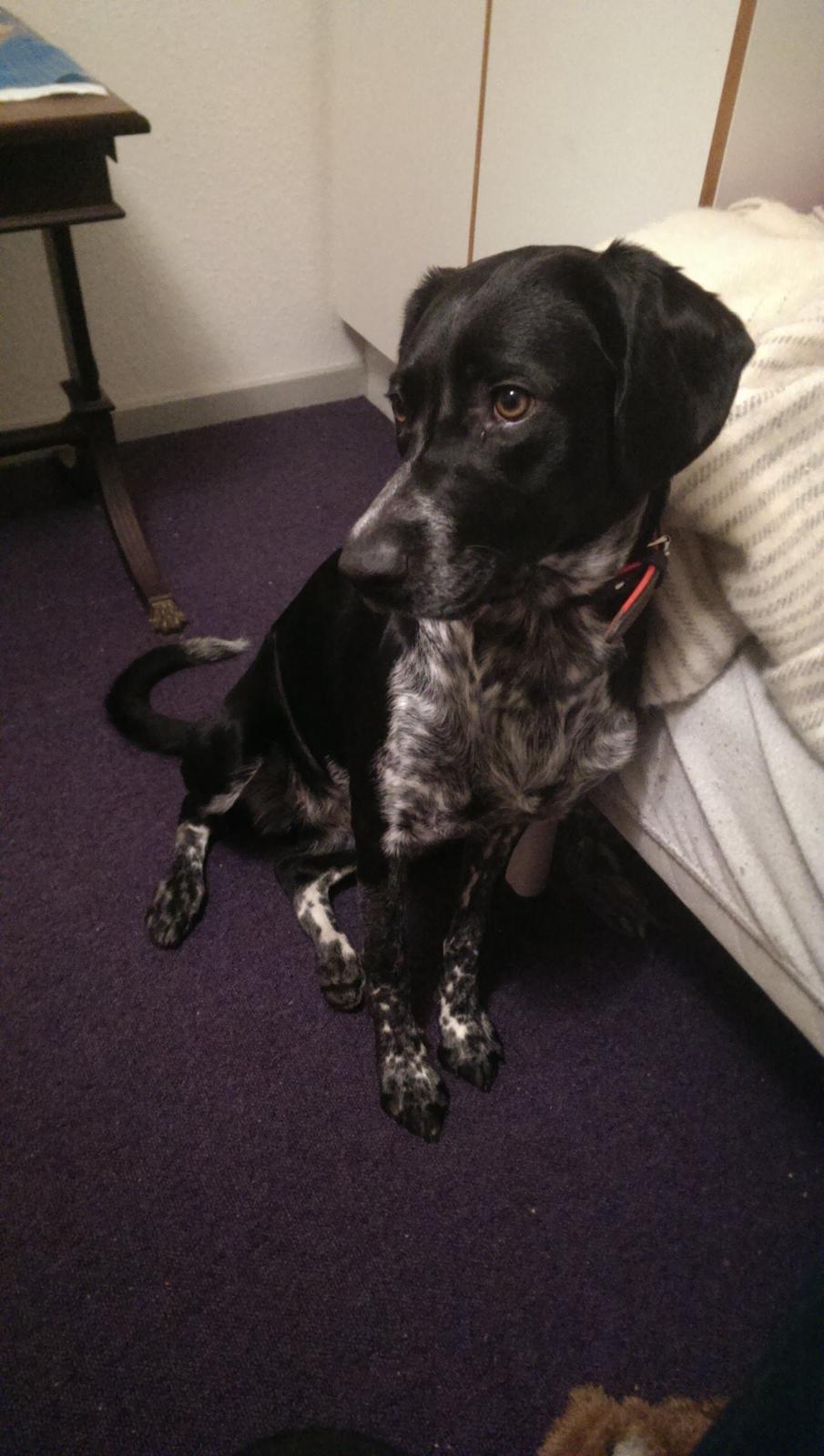 Blanding af racer Zita billede 46