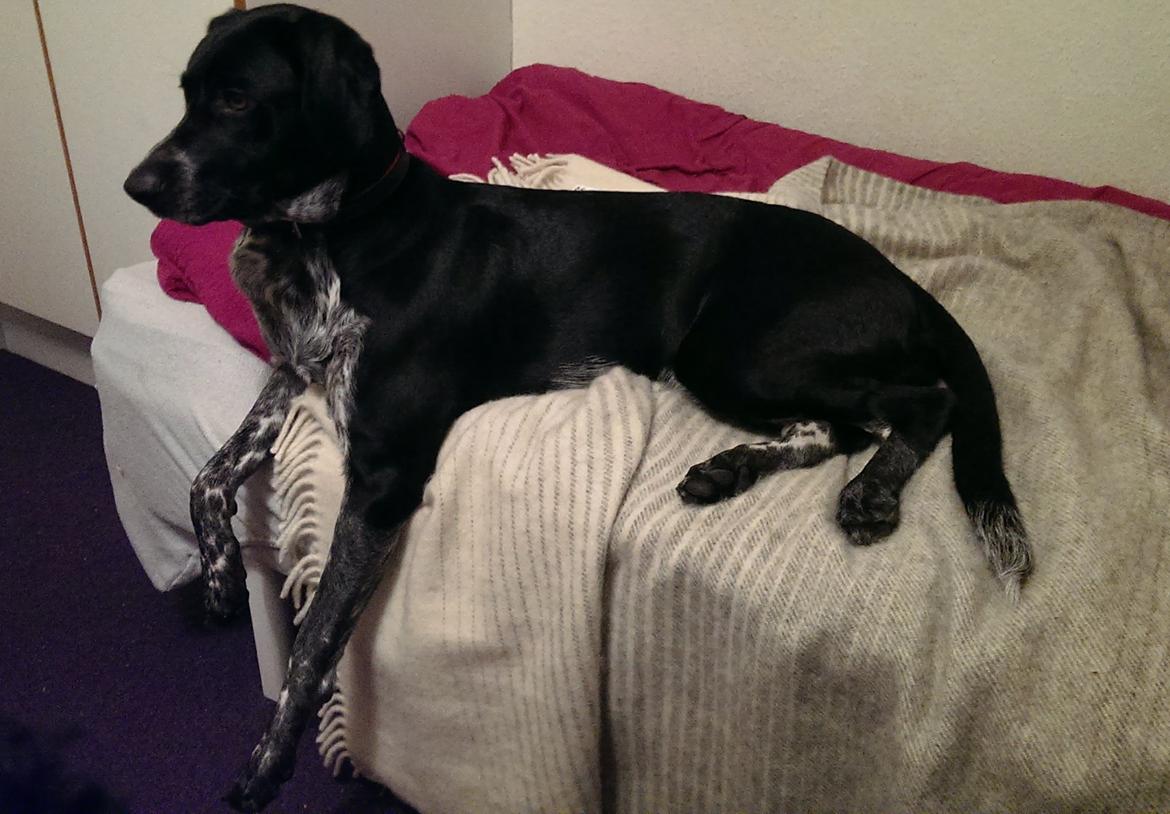 Blanding af racer Zita billede 47