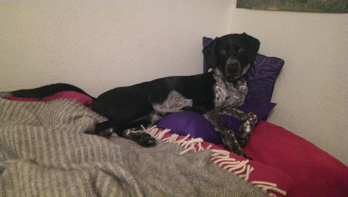 Blanding af racer Zita billede 48